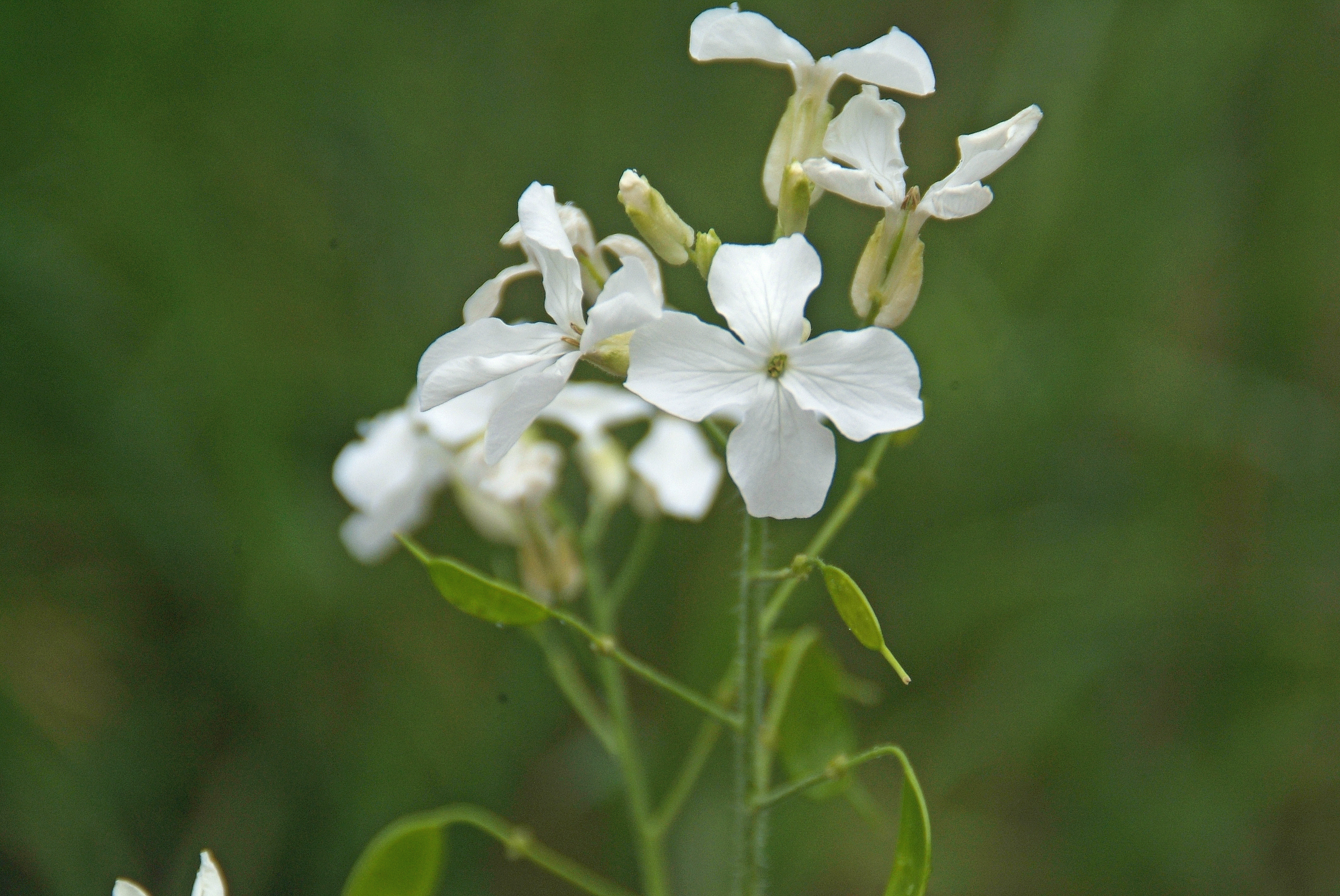 Lunaria annua 'Albiflora' Tuinjudaspenning bestellen